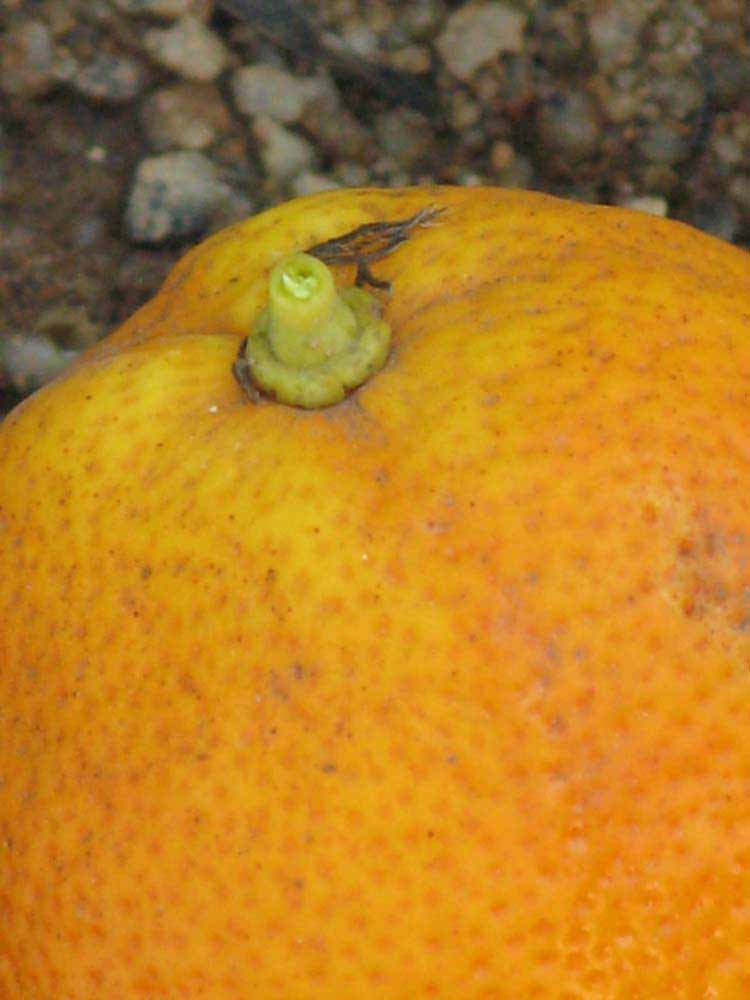            Fruit (Riverside, CA)   